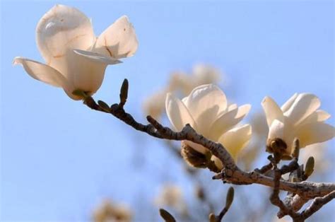 玉蘭花生長速度|【玉蘭花生長速度】玉蘭花種植指南：瞭解其生長速度、養護秘。